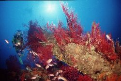 Red gorgones and anthias at 30 m; Planier Island, Marseil... by Jean-claude Zaveroni 